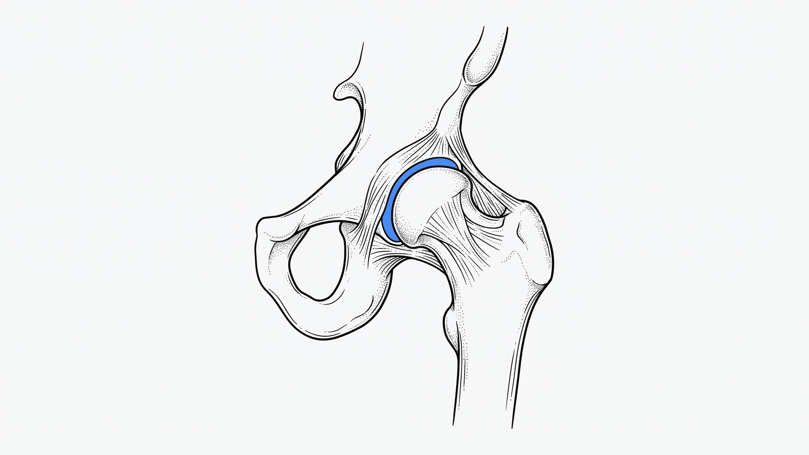 Line illustration of a hip joint