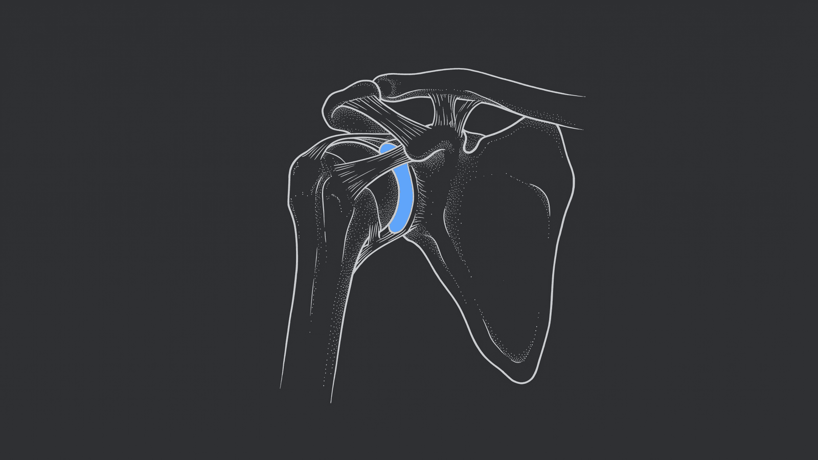 Line illustration of a shoulder joint