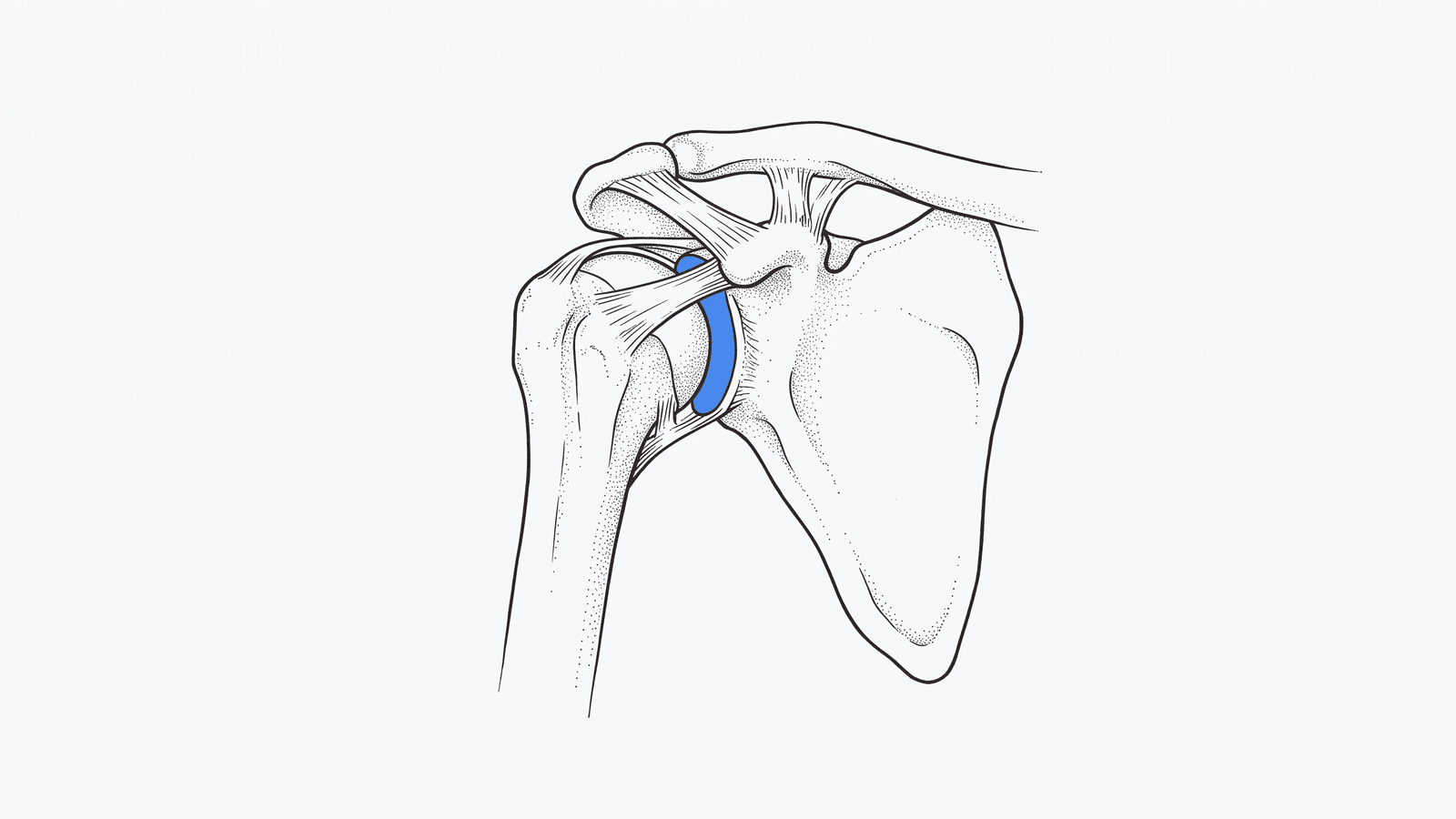 Line illustration of a shoulder joint